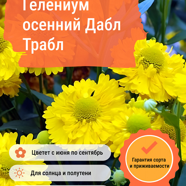 Гелениум осенний Дабл Трабл фото 3 