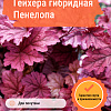 Гейхера гибридная Пенелопа фото 1 