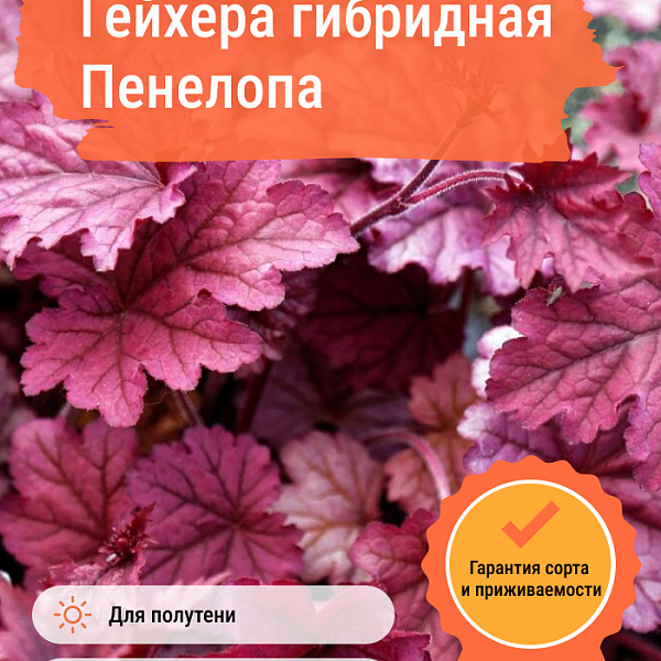 Гейхера гибридная Пенелопа фото 1 