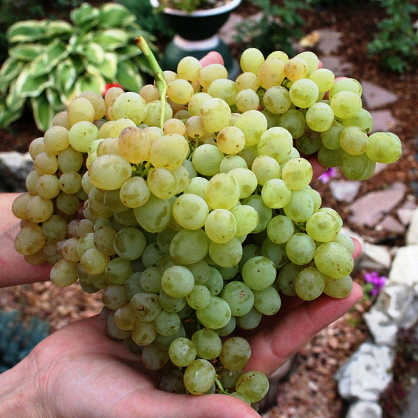 Виноград плодовый Кишмиш №342 фото 2 