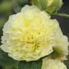 Шток-роза Желтая фото 1 